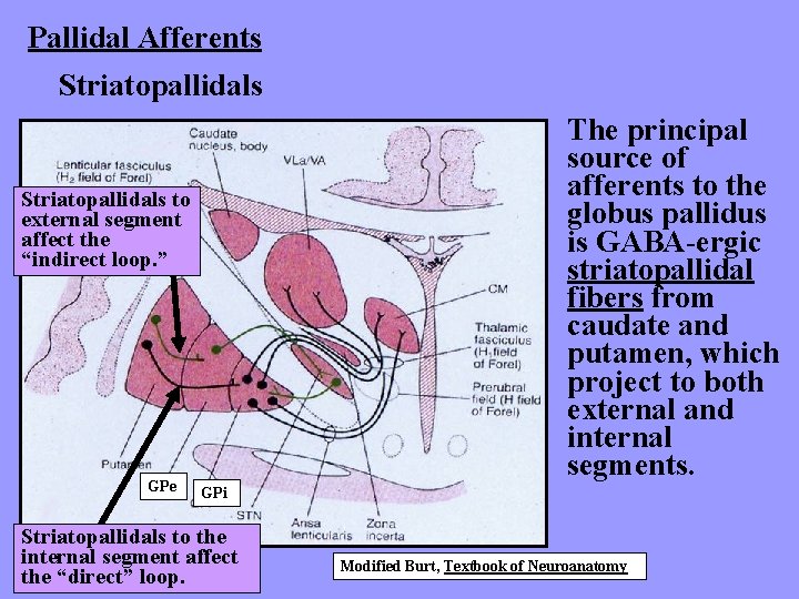 Pallidal Afferents Striatopallidals The principal source of afferents to the globus pallidus is GABA-ergic