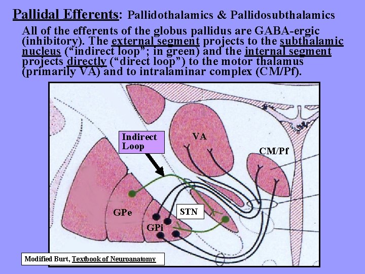 Pallidal Efferents: Pallidothalamics & Pallidosubthalamics All of the efferents of the globus pallidus are