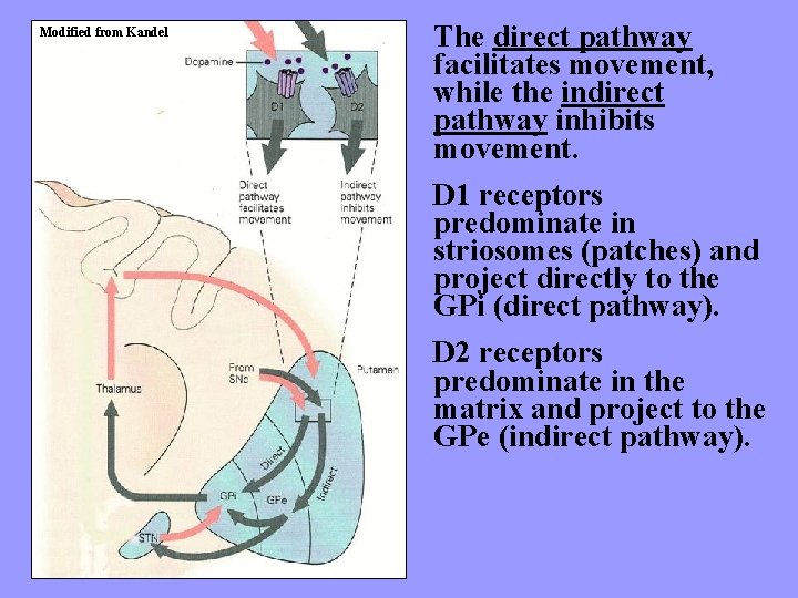 Modified from Kandel The direct pathway facilitates movement, while the indirect pathway inhibits movement.