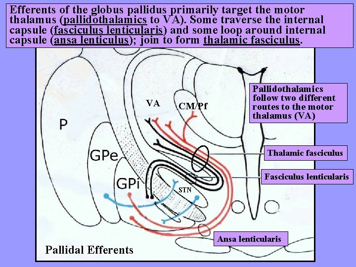 Efferents of the globus pallidus primarily target the motor thalamus (pallidothalamics to VA). Some