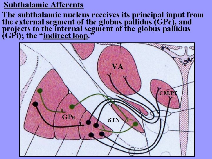 Subthalamic Afferents The subthalamic nucleus receives its principal input from the external segment of