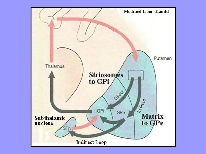 Modified from: Kandel Subthalamic nucleus 