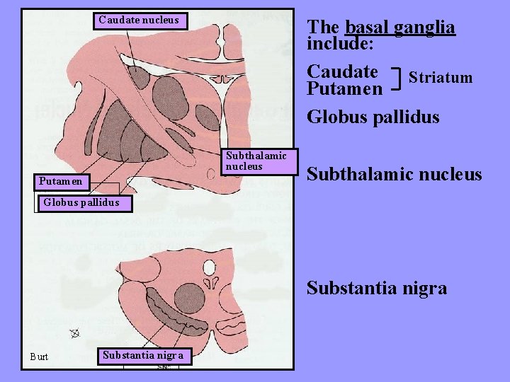 Caudate nucleus The basal ganglia include: Caudate Striatum Putamen Globus pallidus Subthalamic nucleus Putamen