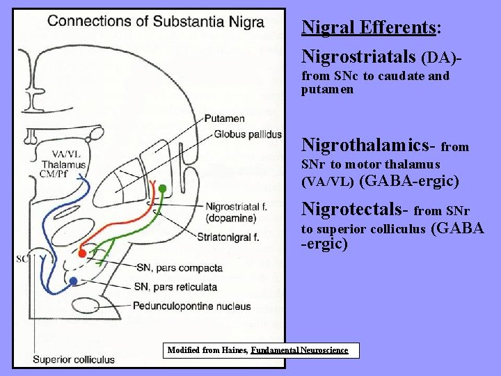 Nigral Efferents: Nigrostriatals (DA)from SNc to caudate and putamen Nigrothalamics- from SNr to motor