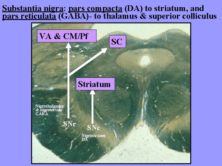 Substantia nigra: pars compacta (DA) to striatum, and pars reticulata (GABA)- to thalamus &