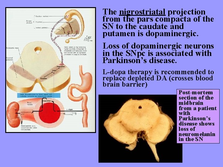 The nigrostriatal projection from the pars compacta of the SN to the caudate and
