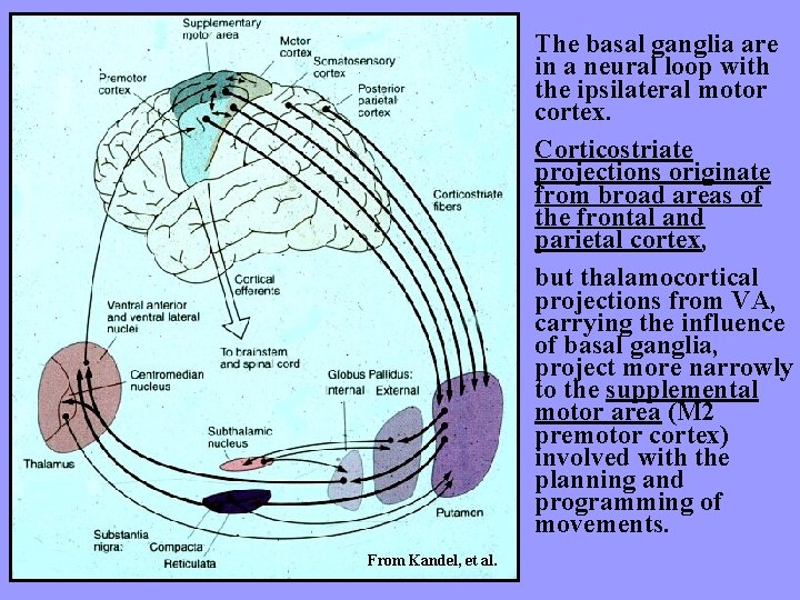 The basal ganglia are in a neural loop with the ipsilateral motor cortex. Corticostriate