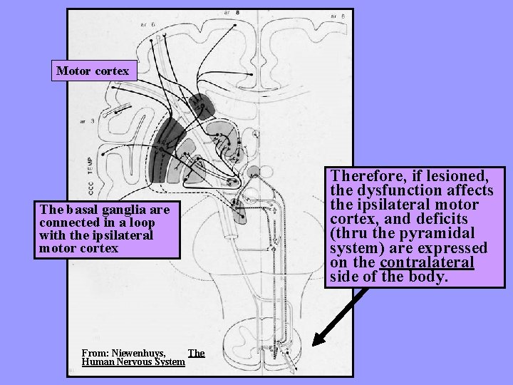 Motor cortex The basal ganglia are connected in a loop with the ipsilateral motor