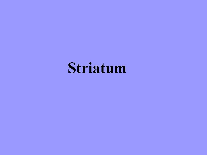 Striatum 