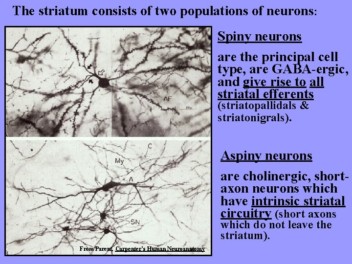 The striatum consists of two populations of neurons: Spiny neurons are the principal cell