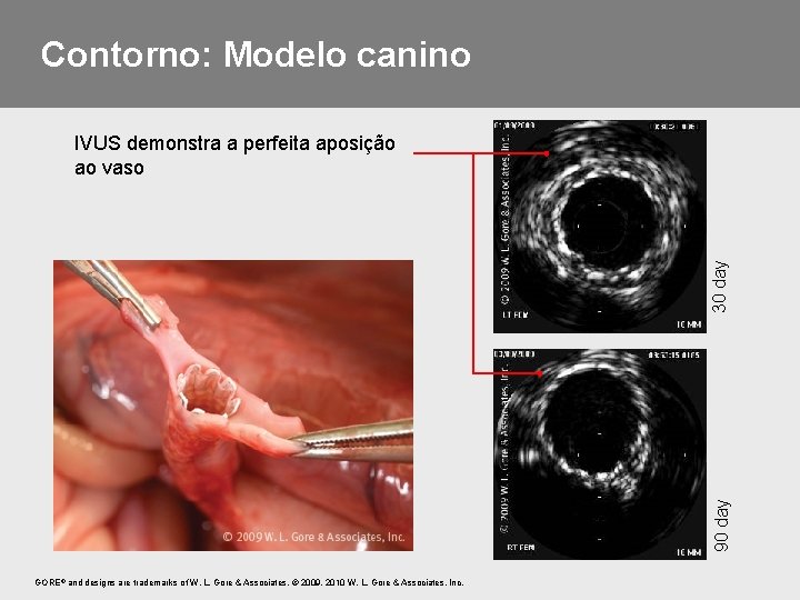 Contorno: Modelo canino 90 day 30 day IVUS demonstra a perfeita aposição ao vaso