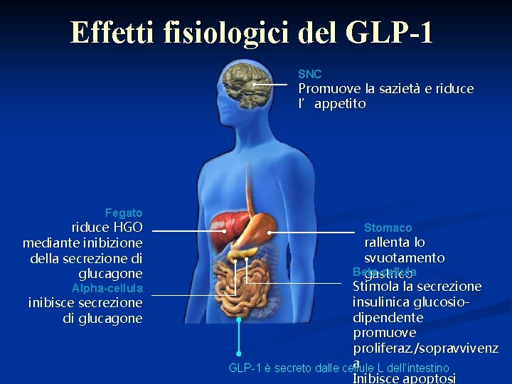 Effetti fisiologici del GLP-1 SNC Promuove la sazietà e riduce l’appetito Fegato riduce HGO