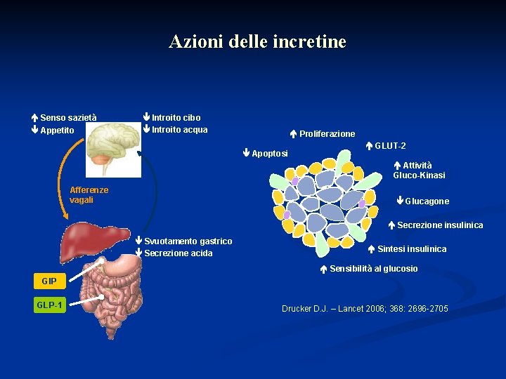 Azioni delle incretine Senso sazietà Appetito Introito cibo Introito acqua Proliferazione Apoptosi GLUT-2 Attività