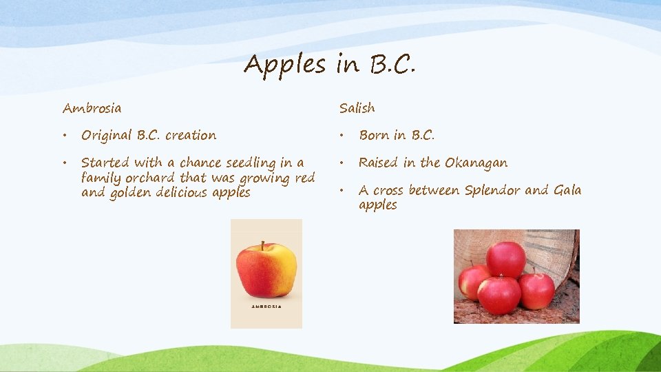 Apples in B. C. Ambrosia Salish • Original B. C. creation • Born in