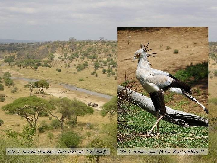 Obr. 1. Savana (Tarangire National Park, Tanzanie)13 Obr. 2. Hadilov písař (Autor: Ben Lunsford)