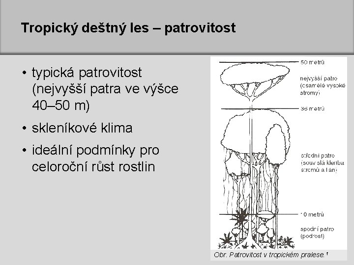 Tropický deštný les – patrovitost • typická patrovitost (nejvyšší patra ve výšce 40– 50