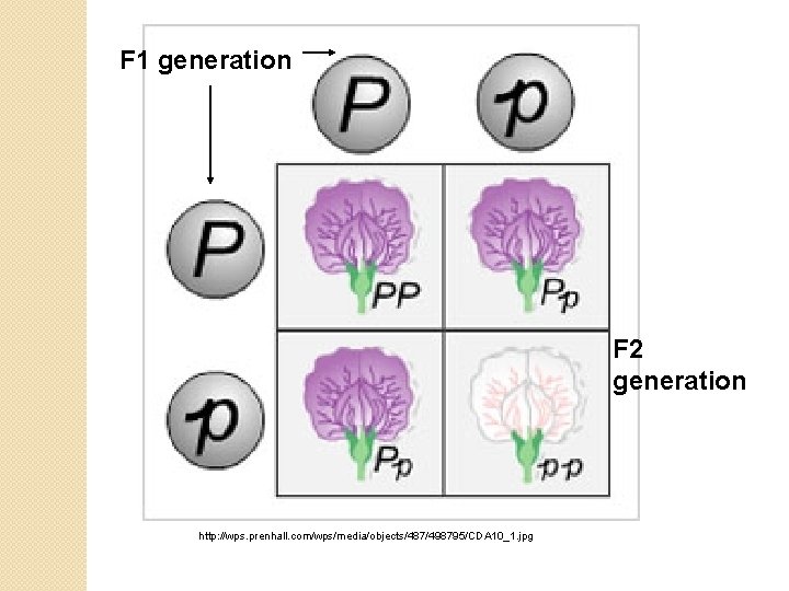 F 1 generation F 2 generation http: //wps. prenhall. com/wps/media/objects/487/498795/CDA 10_1. jpg 