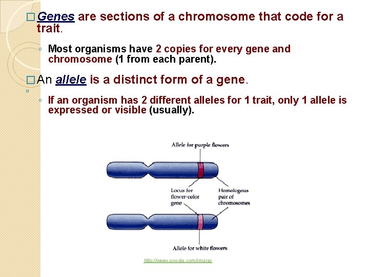 � Genes trait. are sections of a chromosome that code for a ◦ Most