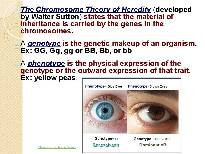 � The Chromosome Theory of Heredity (developed by Walter Sutton) states that the material