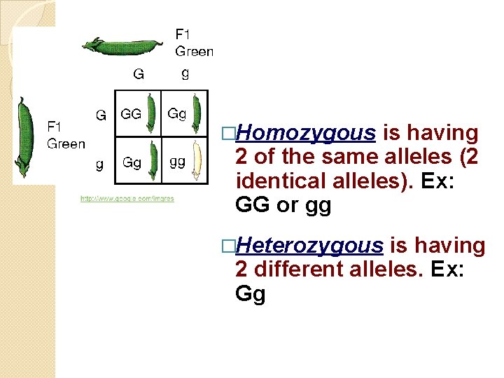 �Homozygous is having 2 of the same alleles (2 identical alleles). Ex: GG or