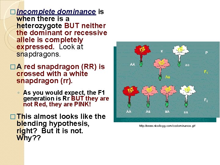 � Incomplete dominance is when there is a heterozygote BUT neither the dominant or