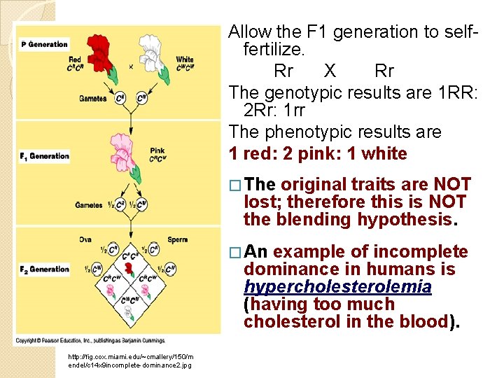 Allow the F 1 generation to selffertilize. Rr X Rr The genotypic results are