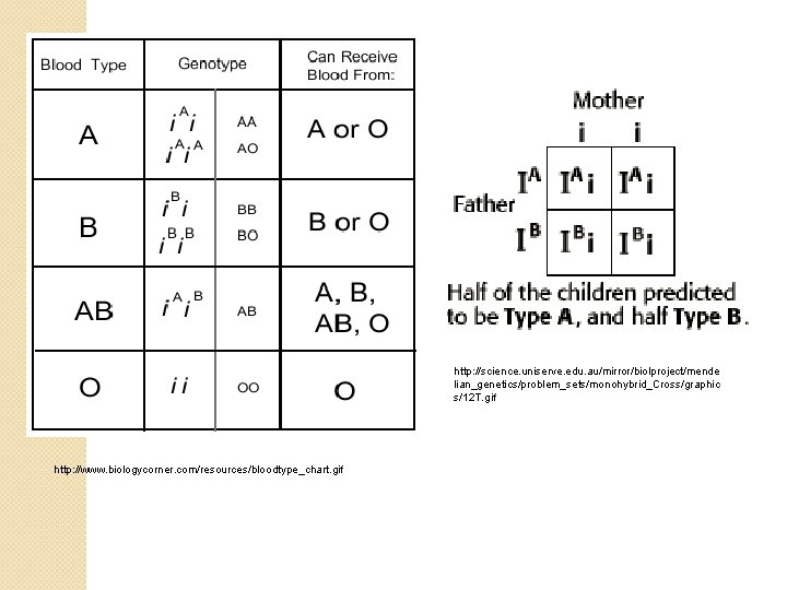 http: //science. uniserve. edu. au/mirror/biolproject/mende lian_genetics/problem_sets/monohybrid_Cross/graphic s/12 T. gif http: //www. biologycorner. com/resources/bloodtype_chart. gif