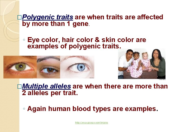 �Polygenic traits are when traits are affected by more than 1 gene. ◦ Eye