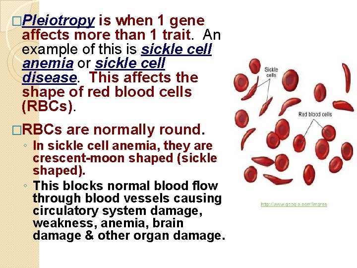 �Pleiotropy is when 1 gene affects more than 1 trait. An example of this
