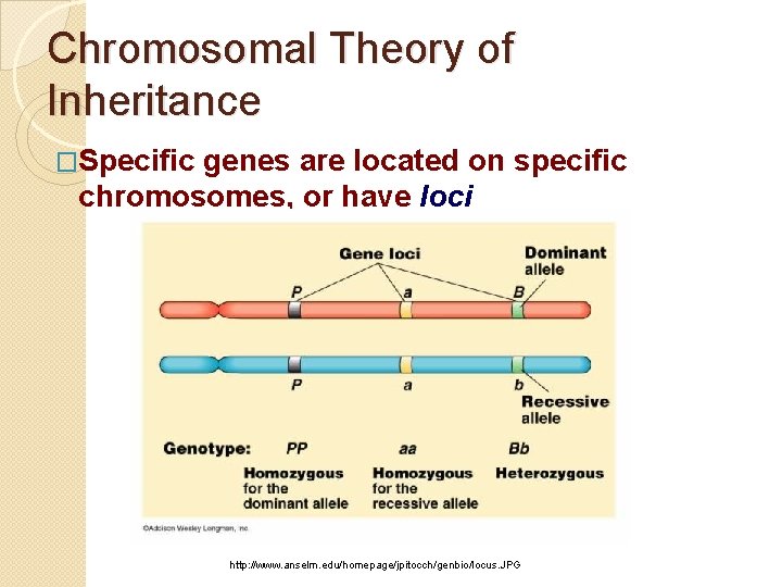 Chromosomal Theory of Inheritance �Specific genes are located on specific chromosomes, or have loci