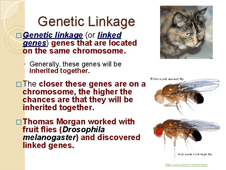 Genetic Linkage � Genetic linkage (or linked genes) genes that are located on the