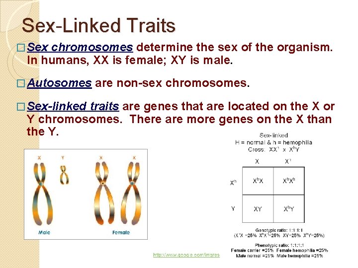 Sex-Linked Traits � Sex chromosomes determine the sex of the organism. In humans, XX