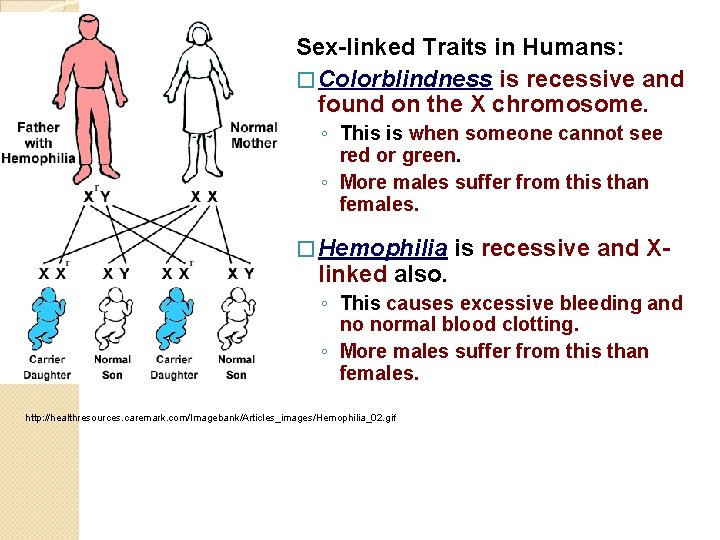 Sex-linked Traits in Humans: � Colorblindness is recessive and found on the X chromosome.