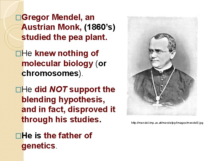 �Gregor Mendel, an Austrian Monk, (1860’s) studied the pea plant. �He knew nothing of