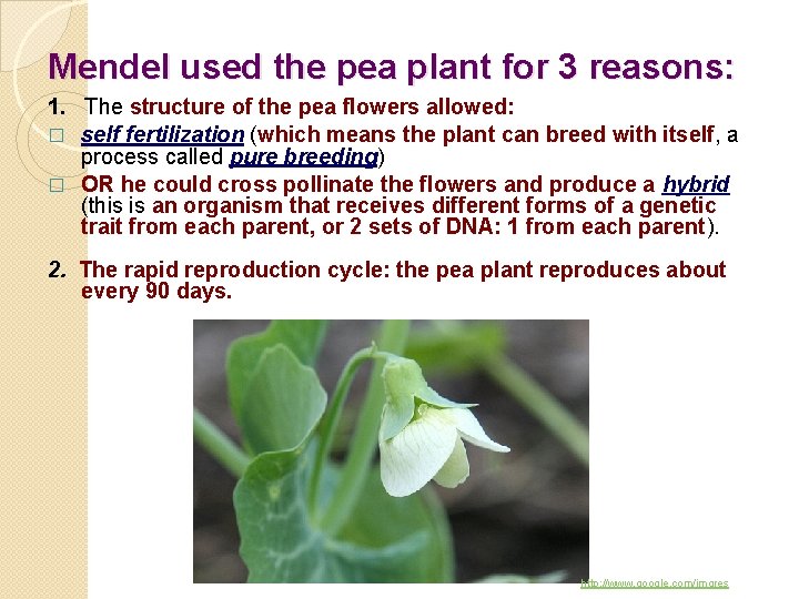 Mendel used the pea plant for 3 reasons: 1. The structure of the pea