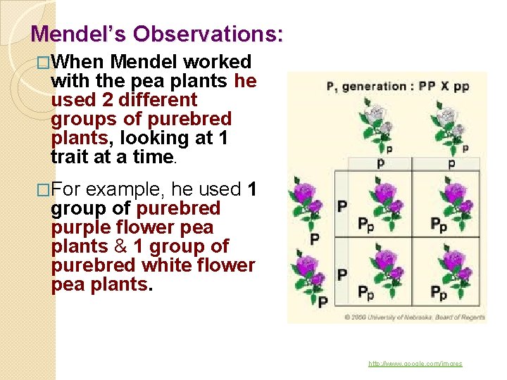Mendel’s Observations: �When Mendel worked with the pea plants he used 2 different groups