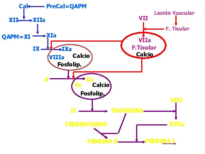 Cal XII Pre. Cal=QAPM VII XIIa Lesión Vascular F. Tisular XIa QAPM=XI IX VIIa