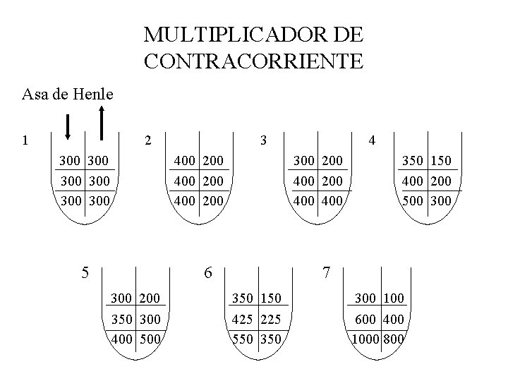 MULTIPLICADOR DE CONTRACORRIENTE Asa de Henle 1 2 300 300 300 3 400 200