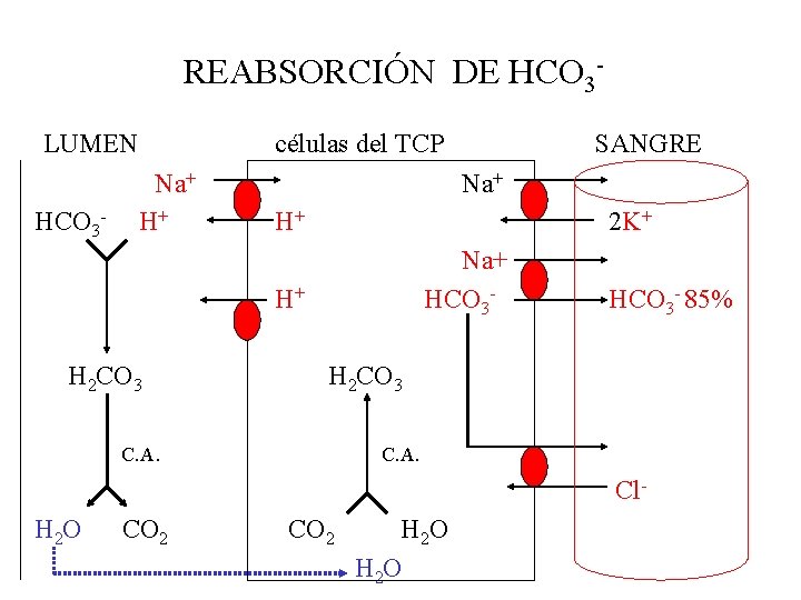 REABSORCIÓN DE HCO 3 LUMEN HCO 3 - células del TCP Na+ H+ 2