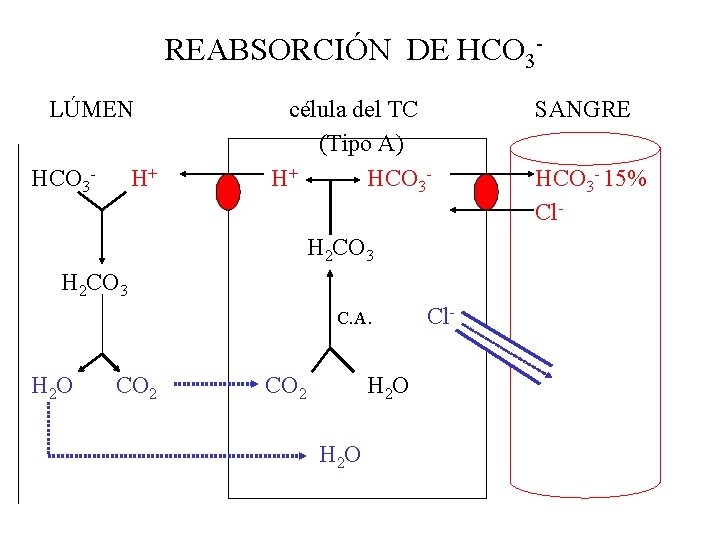 REABSORCIÓN DE HCO 3 LÚMEN HCO 3 - H+ célula del TC (Tipo A)