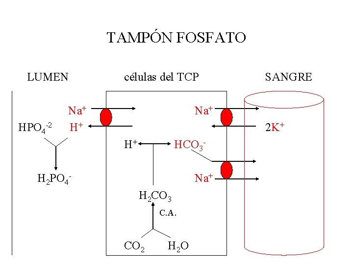 TAMPÓN FOSFATO LUMEN HPO 4 -2 células del TCP Na+ H+ SANGRE Na+ 2