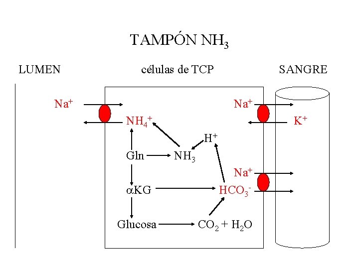 TAMPÓN NH 3 LUMEN células de TCP Na+ SANGRE Na+ NH 4+ K+ H+