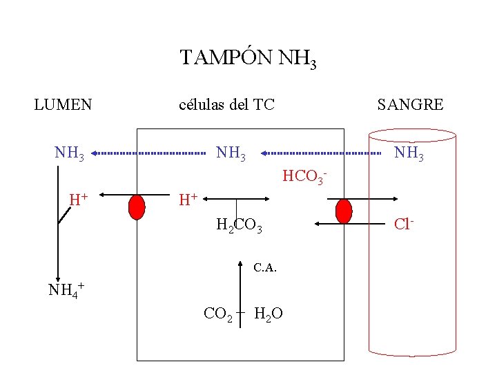 TAMPÓN NH 3 LUMEN células del TC SANGRE NH 3 HCO 3 H+ H+