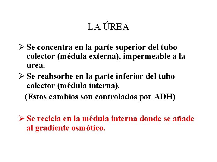 LA ÚREA Ø Se concentra en la parte superior del tubo colector (médula externa),