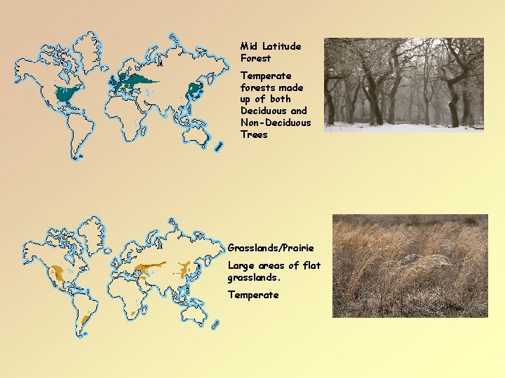 Mid Latitude Forest Temperate forests made up of both Deciduous and Non-Deciduous Trees Grasslands/Prairie