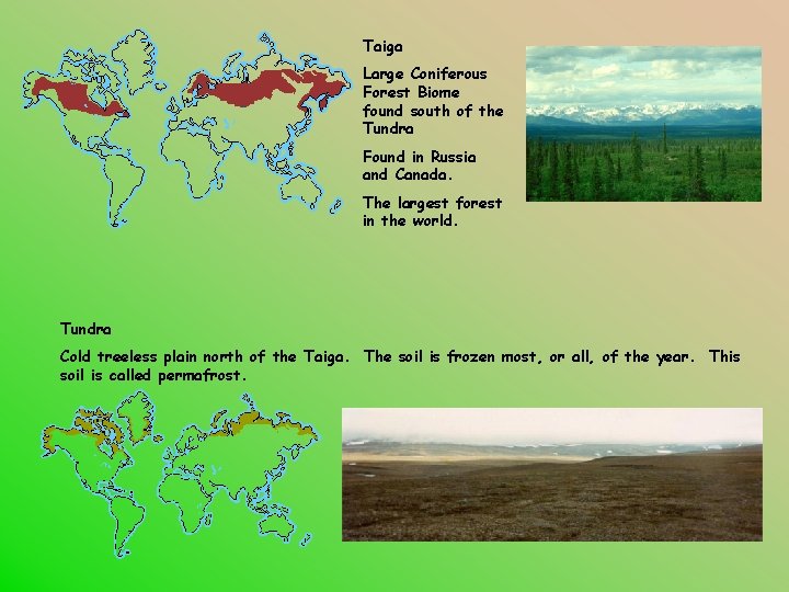 Taiga Large Coniferous Forest Biome found south of the Tundra Found in Russia and