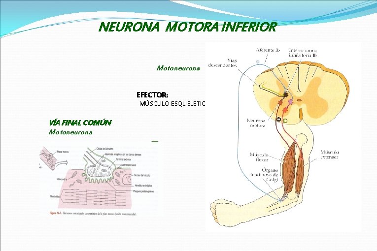NEURONA MOTORA INFERIOR Motoneurona EFECTOR: MÚSCULO ESQUELETICO VÍA FINAL COMÚN Motoneurona 