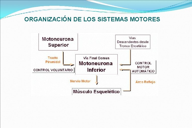 ORGANIZACIÓN DE LOS SISTEMAS MOTORES 