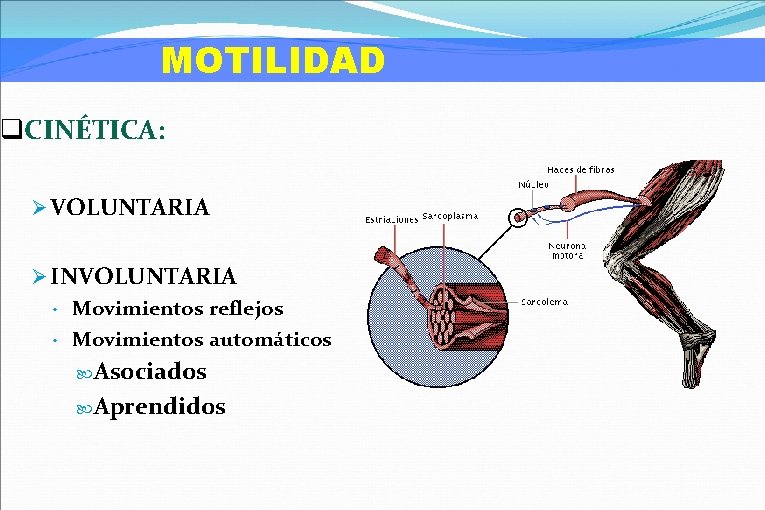 MOTILIDAD q. CINÉTICA: Ø VOLUNTARIA Ø INVOLUNTARIA • Movimientos reflejos • Movimientos automáticos Asociados