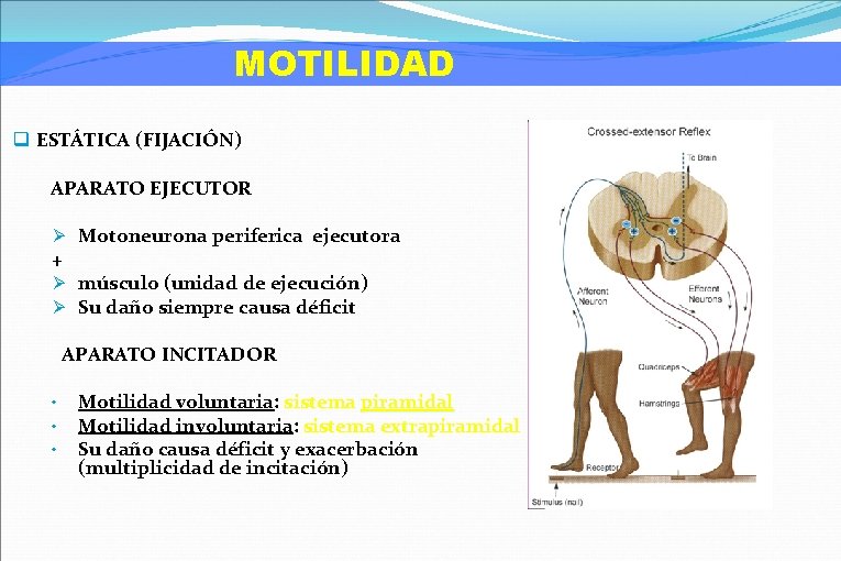 MOTILIDAD q ESTÁTICA (FIJACIÓN) APARATO EJECUTOR Ø Motoneurona periferica ejecutora + Ø músculo (unidad